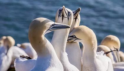 ky体育平台-女足亚洲杯资格赛火热进行，女足亚洲杯资格赛赛程