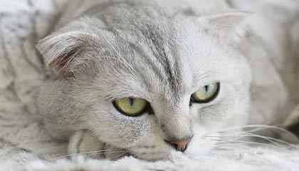 ky体育平台-女足亚洲杯资格赛火热进行，女足亚洲杯资格赛赛程