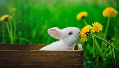 ky体育平台-女足亚洲杯资格赛火热进行，女足亚洲杯资格赛赛程